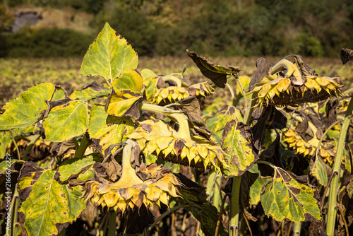 Wilted yellow sunflowers at the end of the growing season, symbolizing autumn, harvest time, seasonal change and the natural cycle of agricultural landscapes.