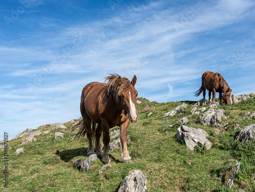 фотографія Two brown horses grazing freely on a rocky, grassy mountain slope under a bright blue sky with wispy clouds on a sunny day