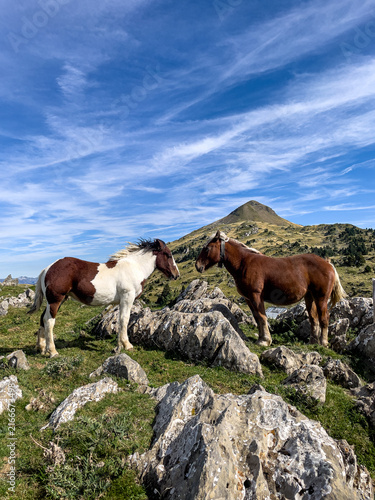 Konstfotografi A pinto horse and a brown draft horse standing face-to-face on a rocky alpine ridge surrounded by green grass and a majestic mountain peak under a blue sky