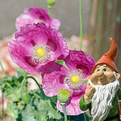 Принти на полотні Blooming opium poppy, Papaver somniferum,