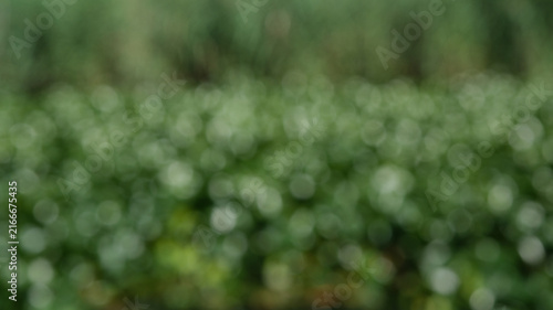 Obraz na płótnie Abstrakter grüner Naturhintergrund mit weichem Bokeh