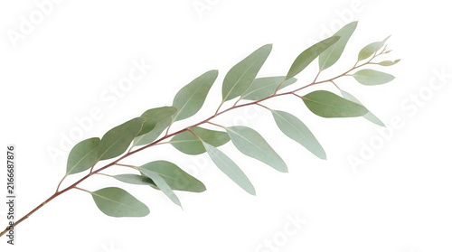 Eucalyptus sprig with soft green leaves during studio lighting isolated on transparent background