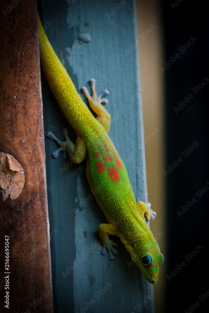 Fototapeta premium The gold coast day gecko
