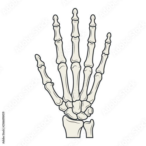 Anatomical human skeleton hand vector, medical bone structure illustration, realistic skeletal hand diagram for education isolated on White Background halloween