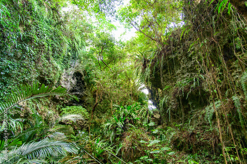 とても美しい神秘的な森の風景A very beautiful and mystical forest landscape