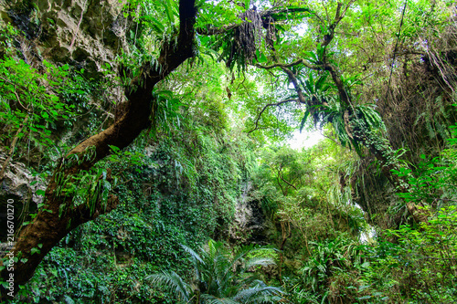 とても美しい神秘的な森の風景A very beautiful and mystical forest landscape