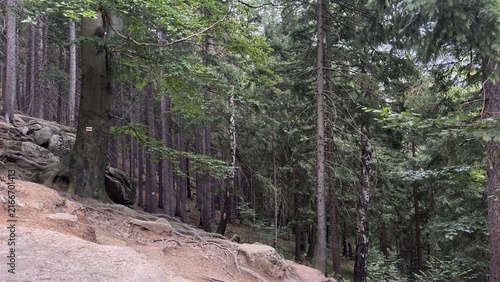 Quadro su tela Rocky forest trail among trees