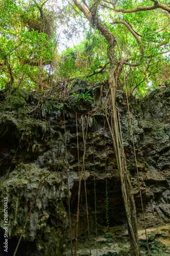 とても美しい神秘的な森の風景A very beautiful and mystical forest landscape