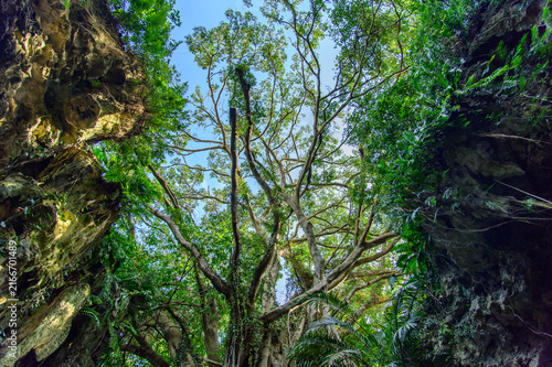 とても美しい神秘的な森の風景A very beautiful and mystical forest landscape