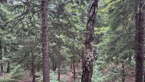 Quadro su tela Dense green forest trees growing