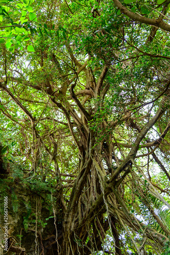 とても美しい神秘的な森の風景A very beautiful and mystical forest landscape