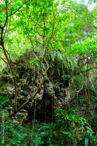 とても美しい神秘的な森の風景A very beautiful and mystical forest landscape
