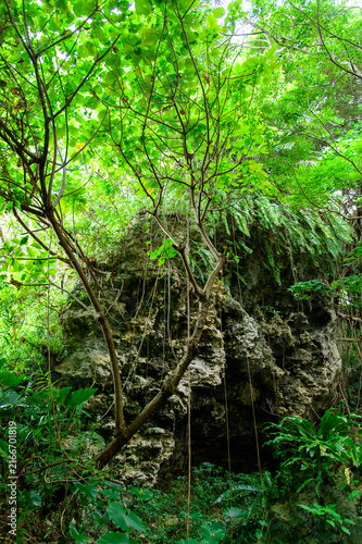 とても美しい神秘的な森の風景A very beautiful and mystical forest landscape