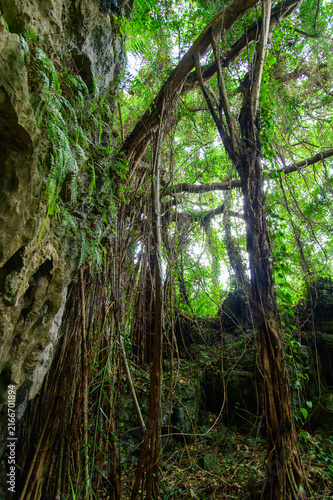 とても美しい神秘的な森の風景A very beautiful and mystical forest landscape