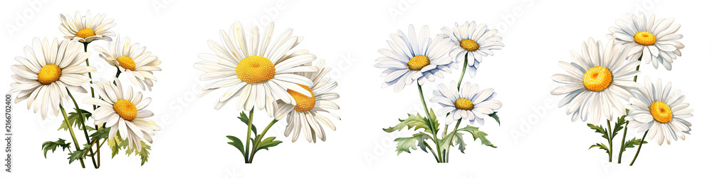 Fototapeta premium Various daisies with white petals and yellow centers stand against black backdrop