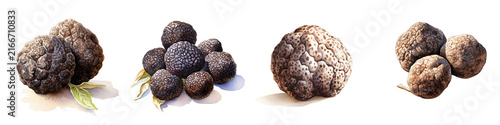 Watercolor illustration of truffle mushroom varieties against black background