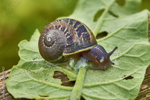 Fotografie A land snail moves slowly across a leaf in the temporarily lush lomas of coastal