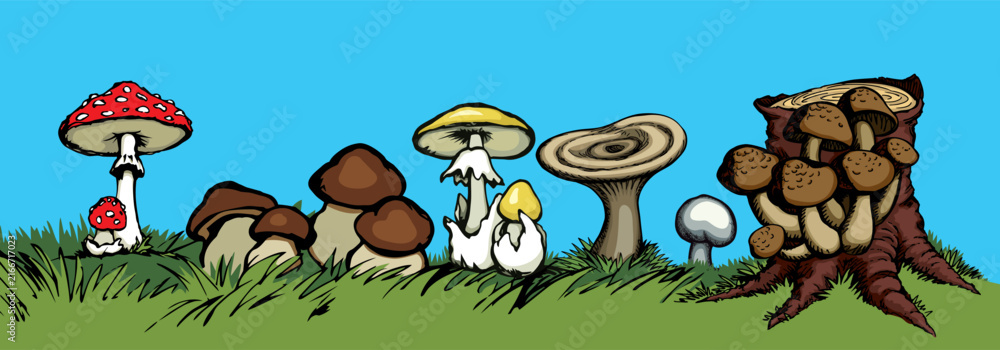 Obraz premium Vector drawing. Harvest of different mushrooms