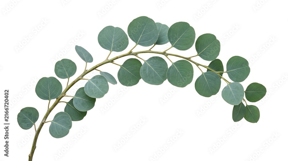 Obraz premium Fresh green eucalyptus leaves branch isolated on white background for decoration and design