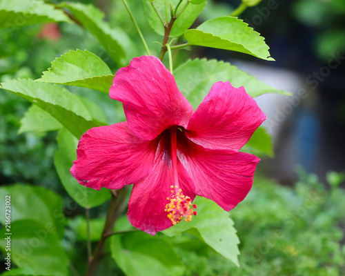 Photography Stunning macro shot of a red Hibiscus rosa-sinensis flower highlighting its prominent red pistil and yellow pollen stamen