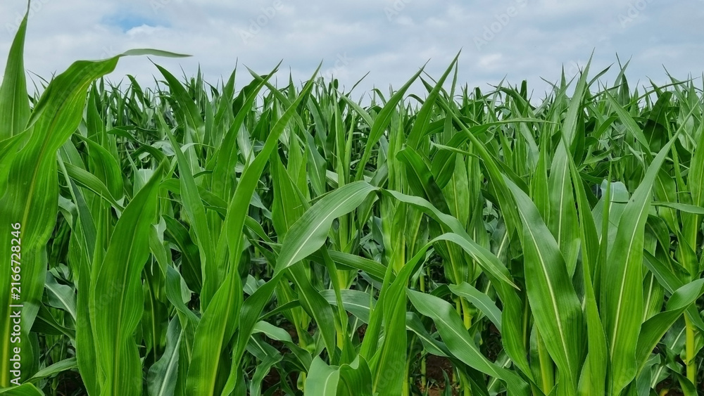 Fototapeta premium A corn field in summer. For background and design with space for text.