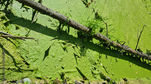 Mud in a stagnant pond. Fallen tree trunks. Sunny weather. A deserted swamp.