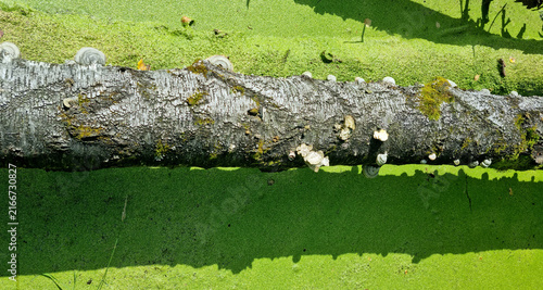 Mud in a stagnant pond. Fallen tree trunks. Sunny weather. A deserted swamp.