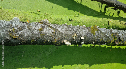 Mud in a stagnant pond. Fallen tree trunks. Sunny weather. A deserted swamp.