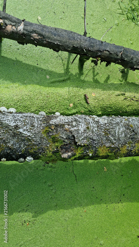 Mud in a stagnant pond. Fallen tree trunks. Sunny weather. A deserted swamp.