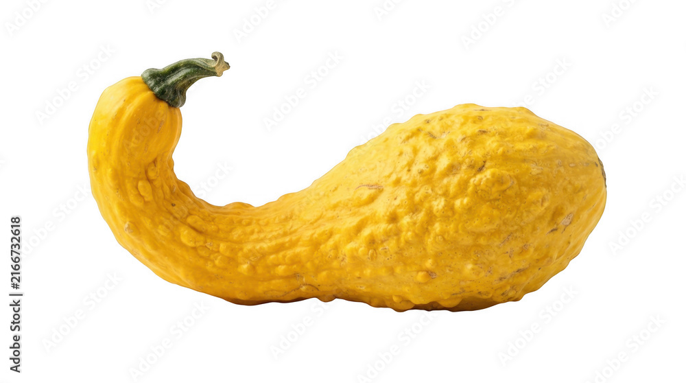 Fototapeta premium Yellow warty gourd vegetable isolated on transparent background for autumn harvest and kitchen decoration photography