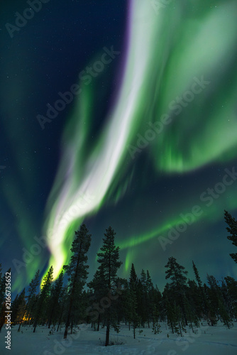 Canvas Print Aurora borealis dancing over snow covered pine forest in Kiruna, Sweden