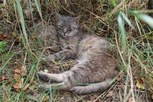 Canvas Print Wild cat resting in tall grass during daytime