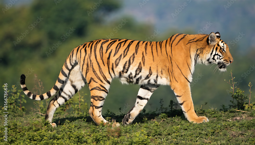 Obraz premium Full body side profile of a majestic Bengal tiger walking through a grassy field