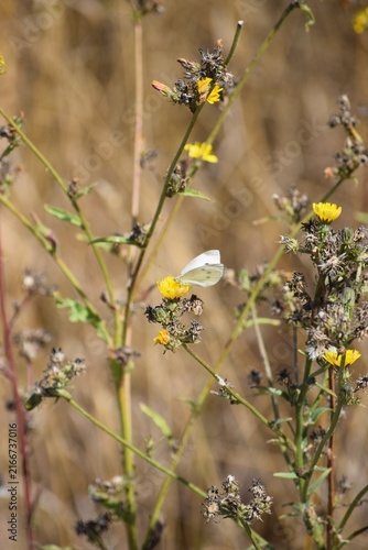 Cabbage white butterfly meets Shield bug