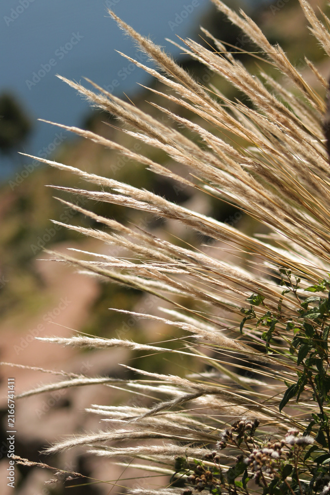 Fototapeta premium Golden wild grasses sway gently in a soft breeze on a bright sunny day. The detailed texture of the meadow flora stands out against a blurry natural landscape.