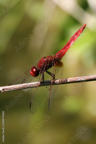 A vibrant red dragonfly rests on a thin wooden twig in a sunlit garden. The insect holds its wings steady against the soft green bokeh background during the day.