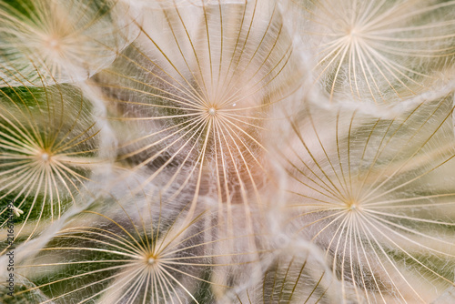 Foto A close-up macro view of delicate dandelion seeds forming intricate geometric patterns in the sunlight