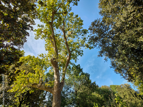 A vibrant, tall tree stretches its branches toward a clear blue sky in a lush park. The scene captures the tranquility and beauty of nature during a sunny day.
