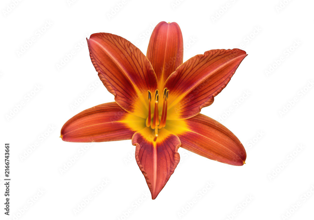 Fototapeta premium Beautiful vibrant orange daylily flower isolated on transparent background