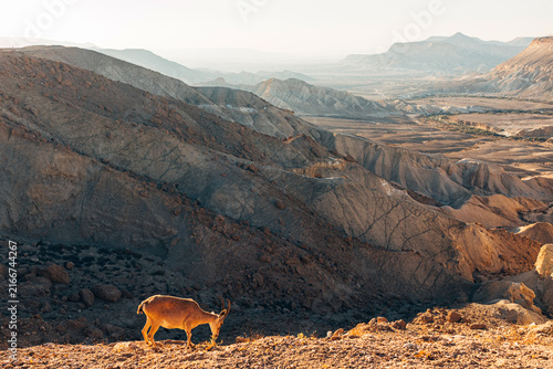 Dawn in the Negev desert.
