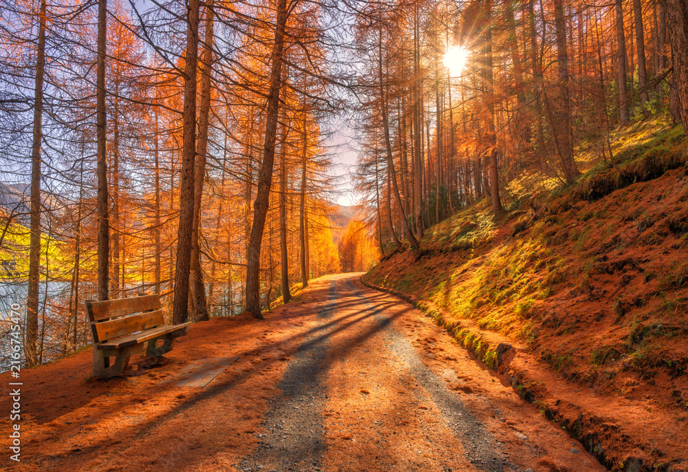 Fototapeta premium Wooden bench on trail path through golden larch forest in autumn at sunset Dolomites, Italy. Colorful alpine landscape with sunbeams, rural road, orange trees, mountain slope, red foliage in fall