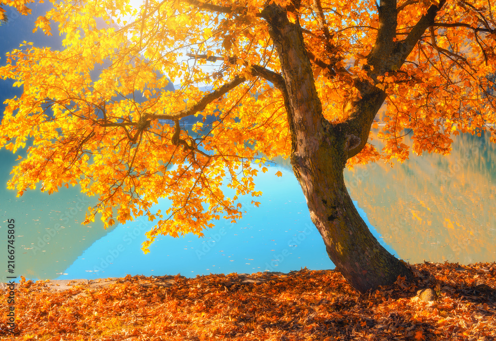 Fototapeta premium Golden maple tree with autumn leaves on turquoise alpine lake shore in Switzerland at sunset. Fall landscape with sunbeams, sun flare, tree with fallen orange and red leaves, water reflection