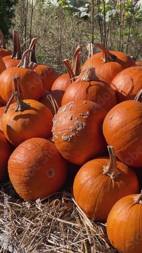 colorful fall pumpkin patch at farm