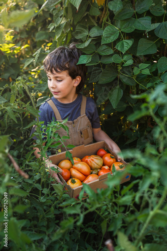 Young boy stands among lush tomato vines
