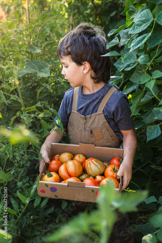 Child holds crate of colorful tomatoes in garden