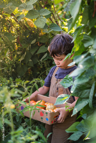 Child holds crate of ripe tomatoes amid leafy garden