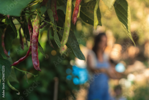 Ripe beans hang from green vines in a sunlit garden
