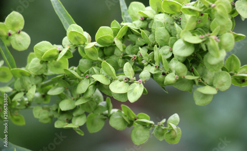Konstfotografi Inflorescence of garden orache (Atriplex hortensis), on which seeds ripen