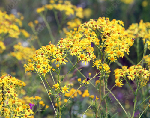 Foto In the wild, the plant common ragwort (Jacobaea vulgaris) grows among the grasse