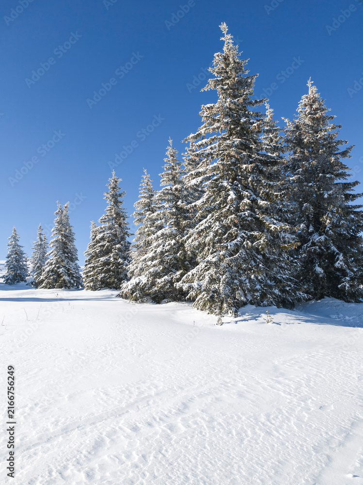Obraz premium Landscape of Vitosha Mountain, Bulgaria